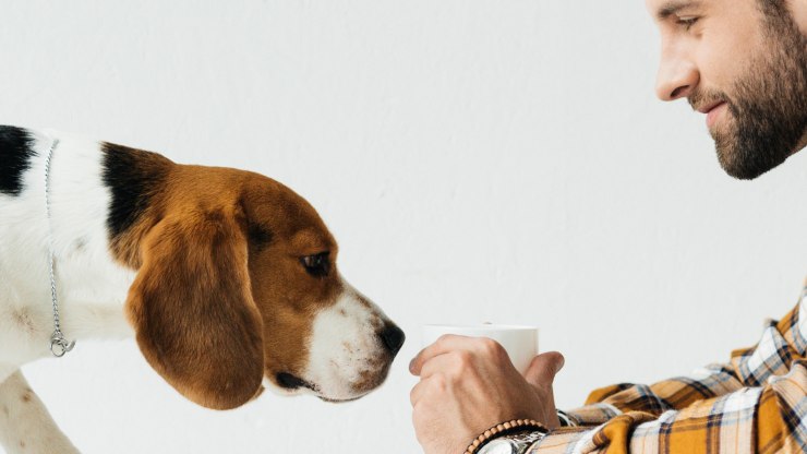 El perro se sube a la mesa. El perro se sube a la mesa.