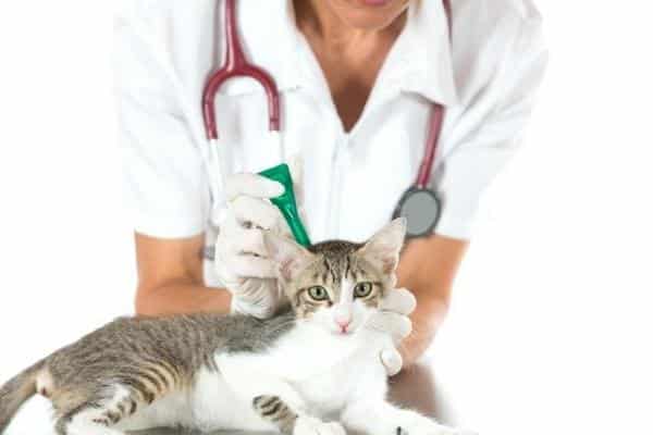 Pipetas para gatos: dosis y efectos secundarios