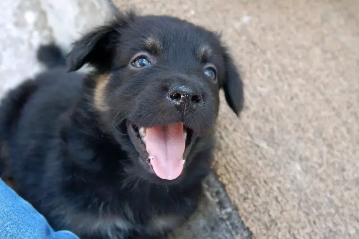 cachorro se ríe