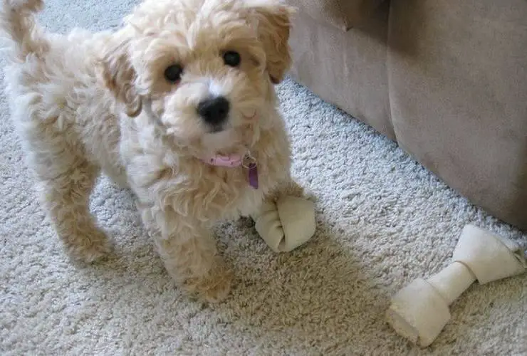 cruce de caniche y Bichon Frise