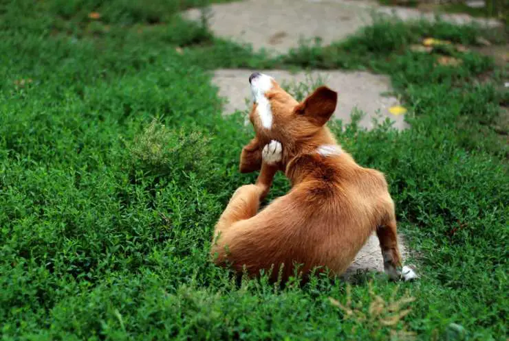 perro rasca picazón