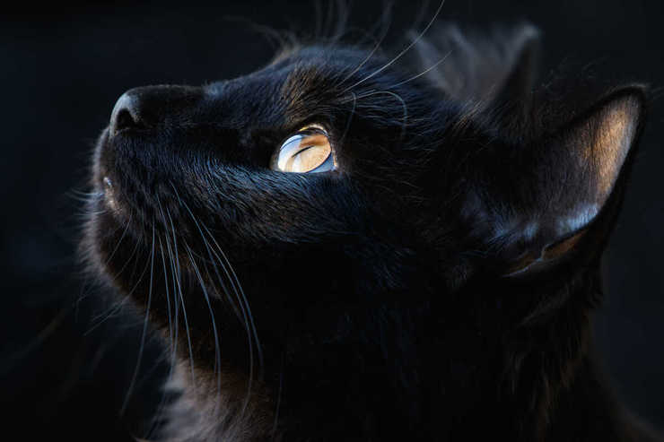 Queratitis en gatos