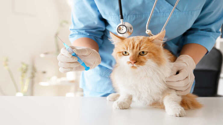 inyección al gato quimioterapia para gatos