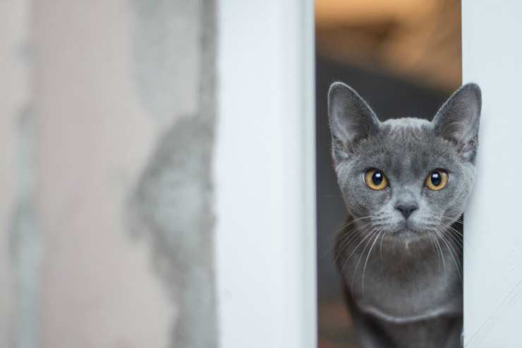 El gato gris (Foto Pixabay)