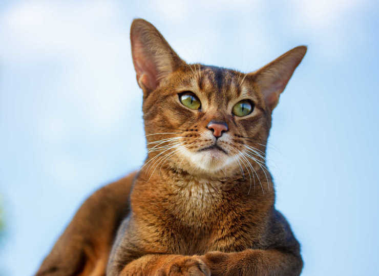 Enfermedades comunes del gato abisinio