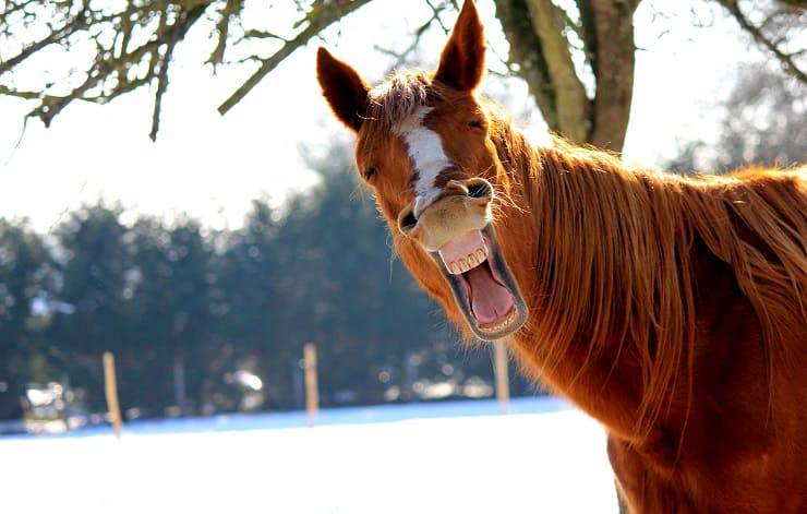 Sonrisas de animales