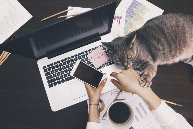 Trabajo inteligente con el gato