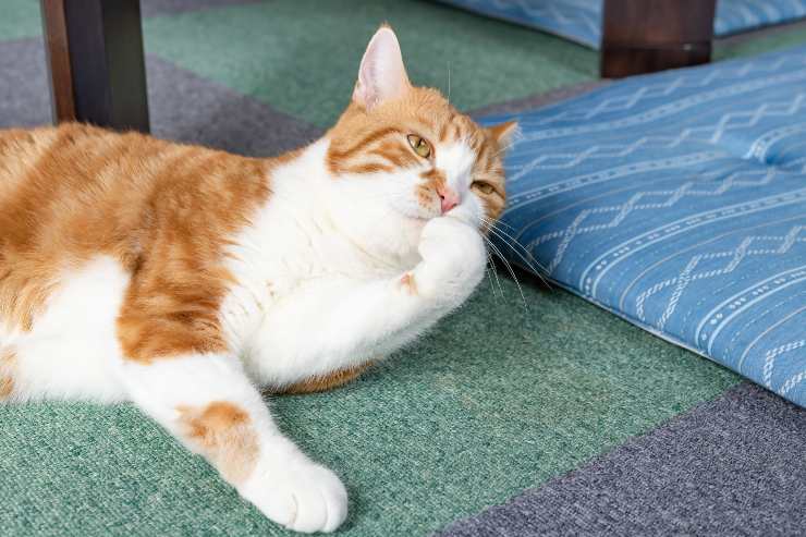 uña rota del gato