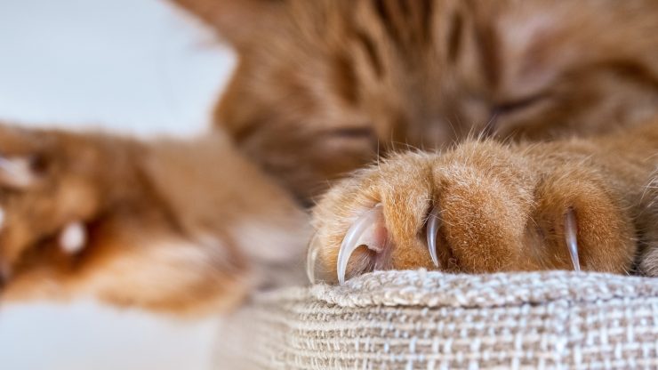 Las uñas del gato