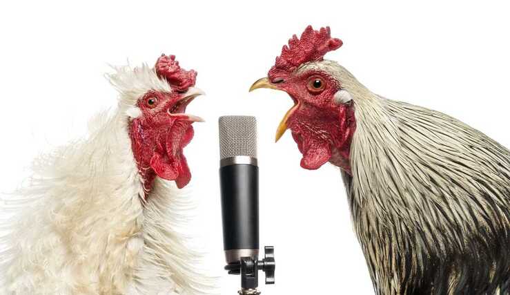 Cómo no hacer cantar el gallo (Adobe Stock Photo)