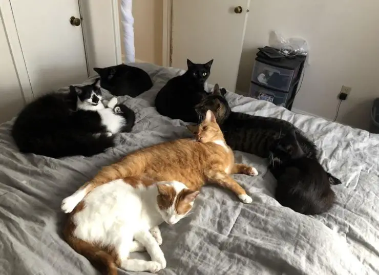tantos gatos casa cama