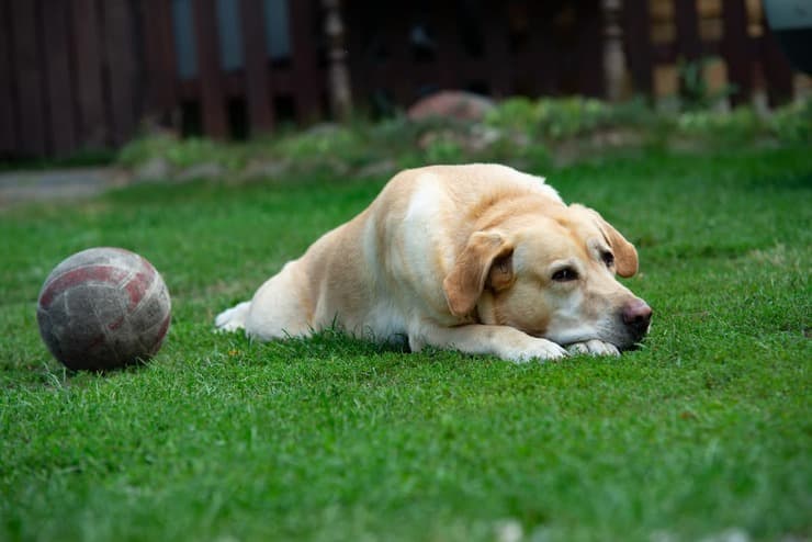 ¿Dejar al perro en el jardín es un delito? (Foto de Adobe Stock)