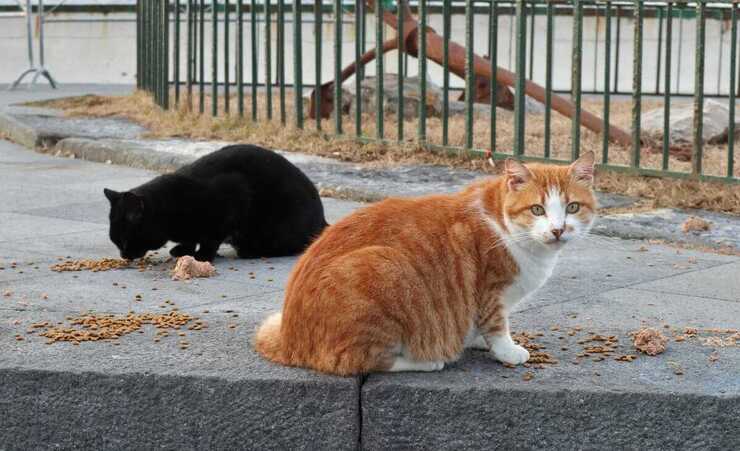 ¿Está prohibido alimentar a los gatos callejeros? (Foto de Adobe Stock)