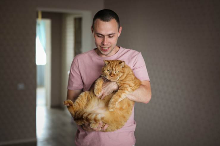 el gato no puede saltar