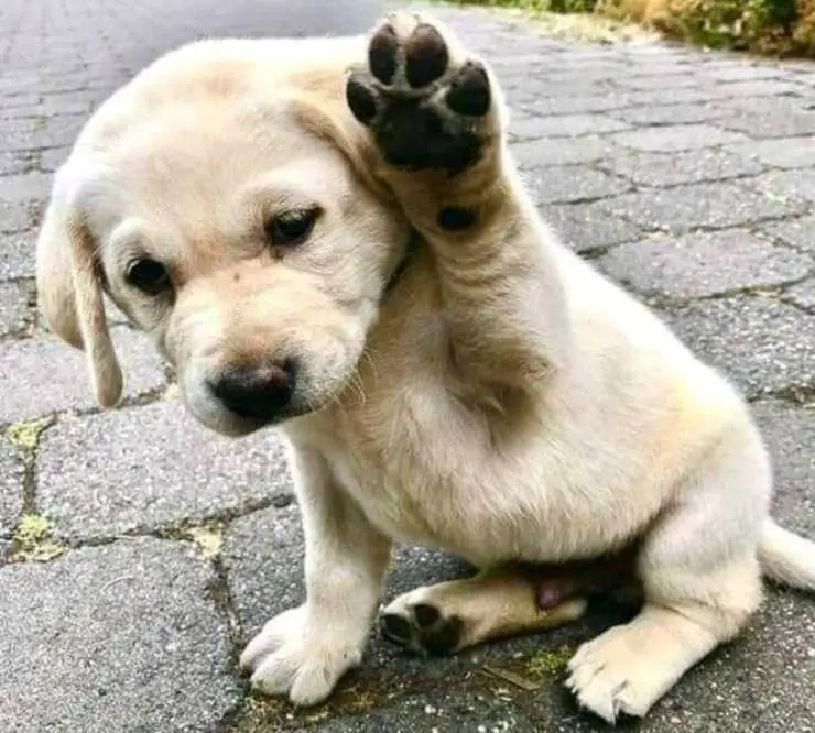 cachorro levanta la pata