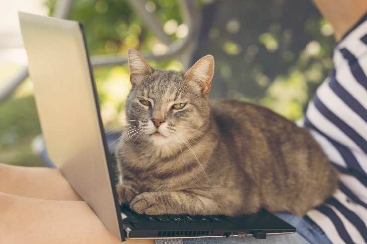los gatos se sientan en las cosas que usamos