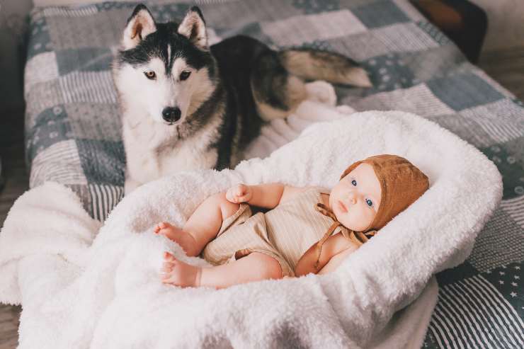 perro y bebe en la cama
