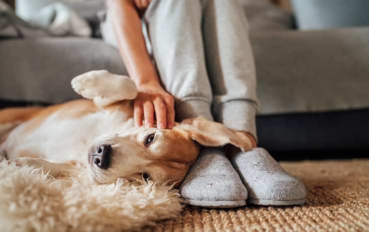 porque los perros ponen la cabeza en los pies