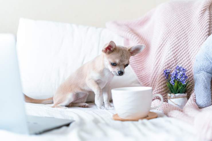 cachorro cojea en la cama perro cojea después de la vacuna