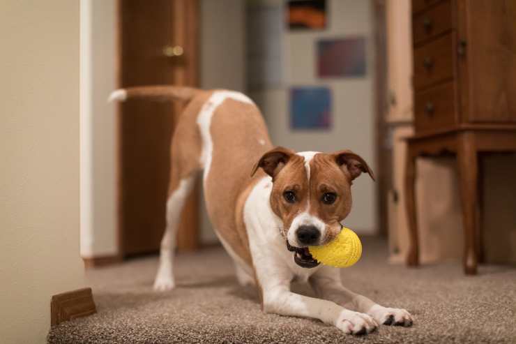 porque el perro juega despues de comer