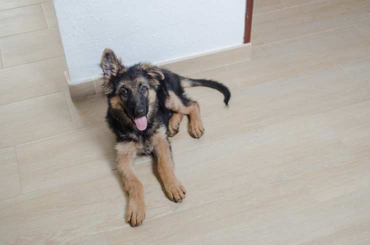 Porque el perro solo levanta una oreja