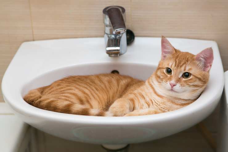¿Por qué se mete el gato en el fregadero?