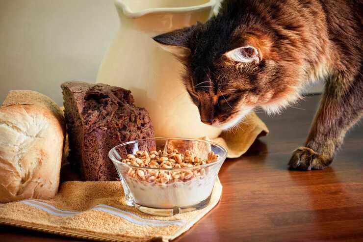 ¿Puede el gato comer cereales? (Foto de Adobe Stock)