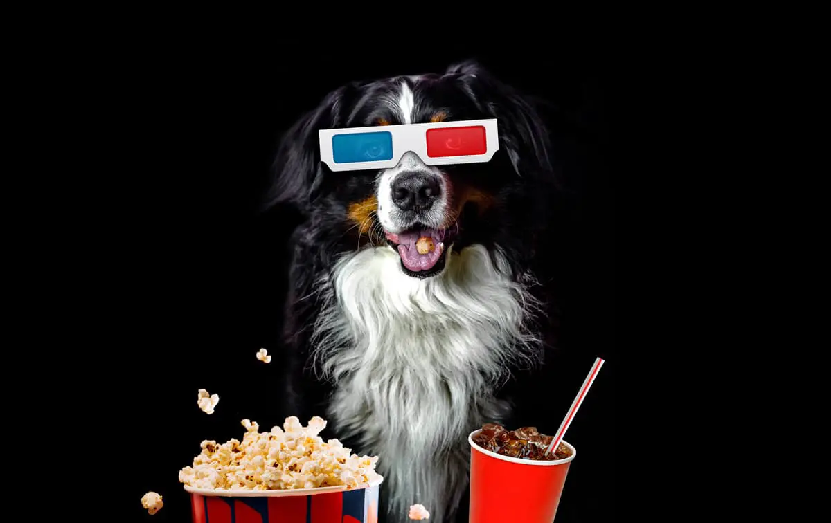 ¿Puede el perro comer palomitas de maíz? (Foto de Adobe Stock)