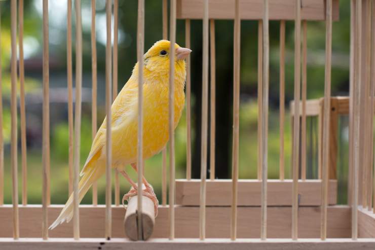 Los canarios pueden permanecer al aire libre en invierno