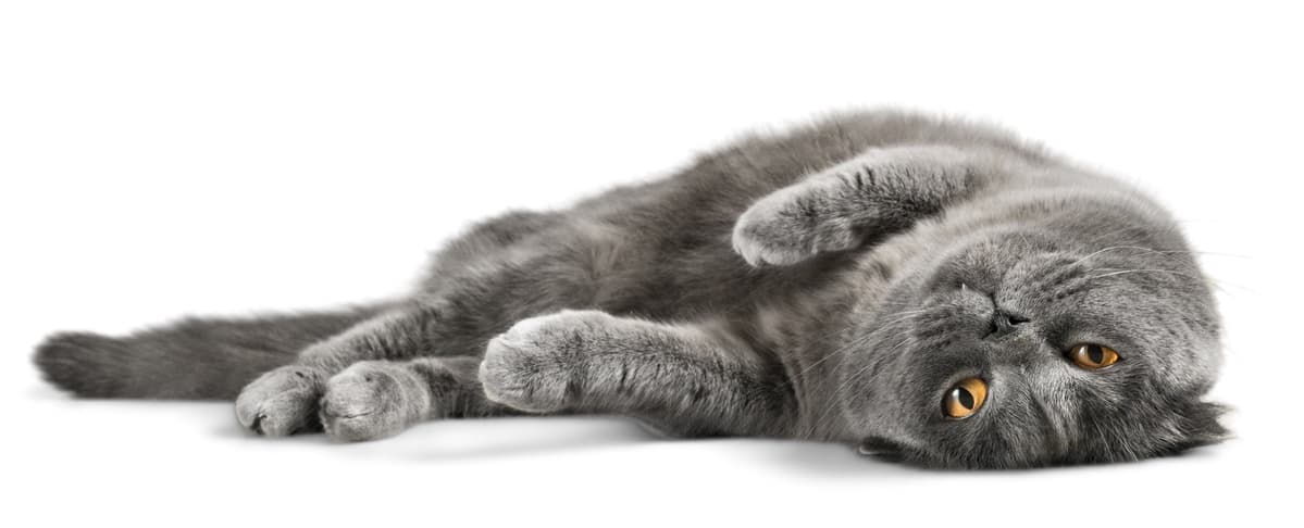 ¿Pueden los gatos comer avellanas? (Foto de Adobe Stock)