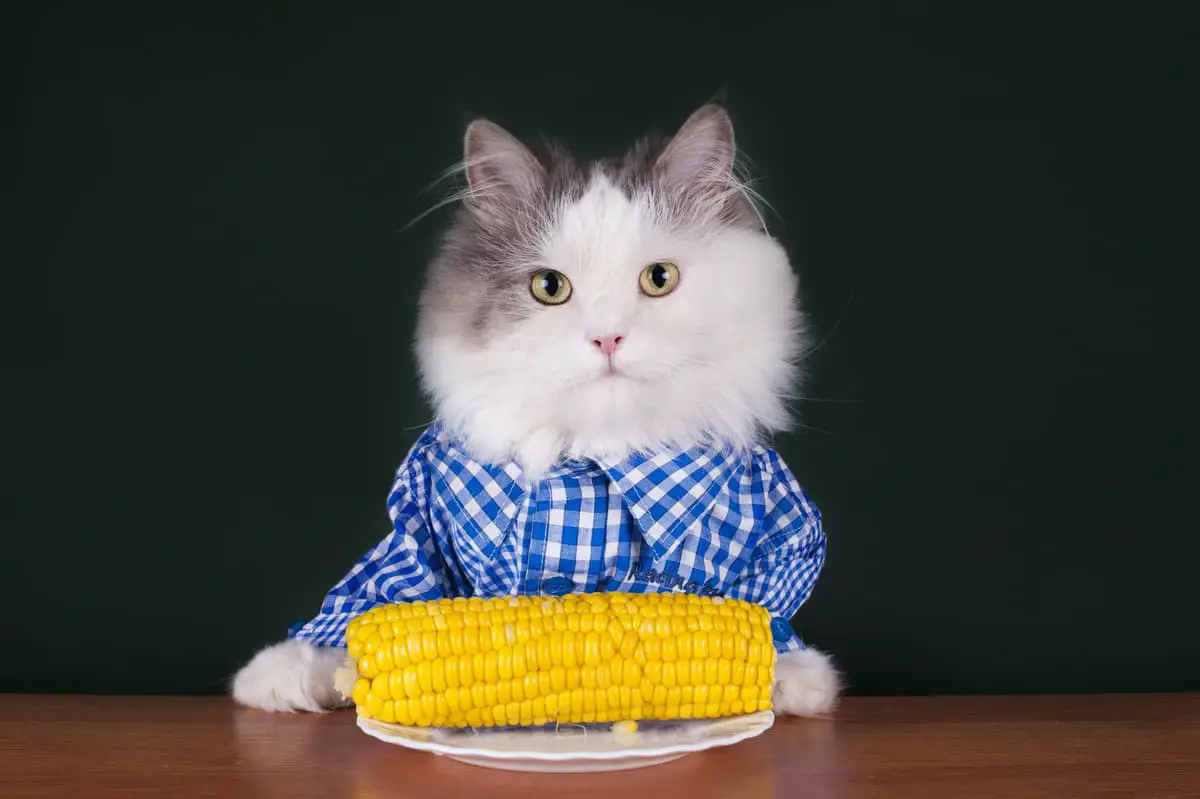 ¿Pueden los gatos comer maíz? (Foto de Adobe Stock)