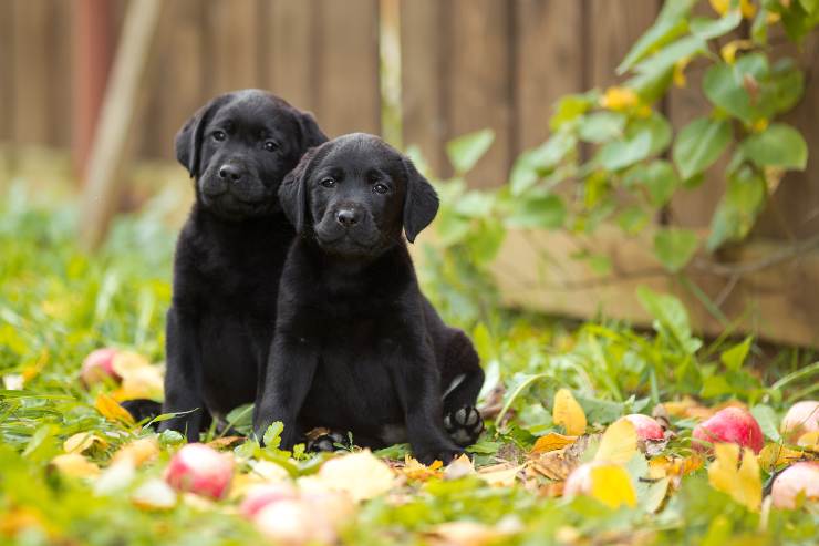 los perros pueden ser gemelos