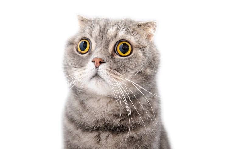 gato asustado