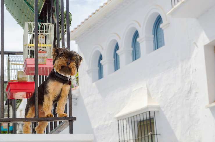 el perro puede ser arrojado por el balcón