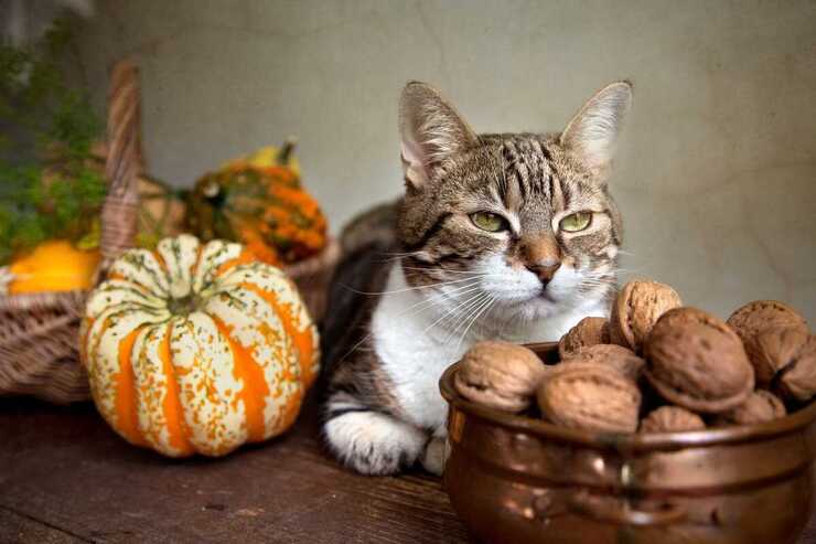 ¿Son las nueces venenosas para tu gato? (Foto de Adobe Stock)