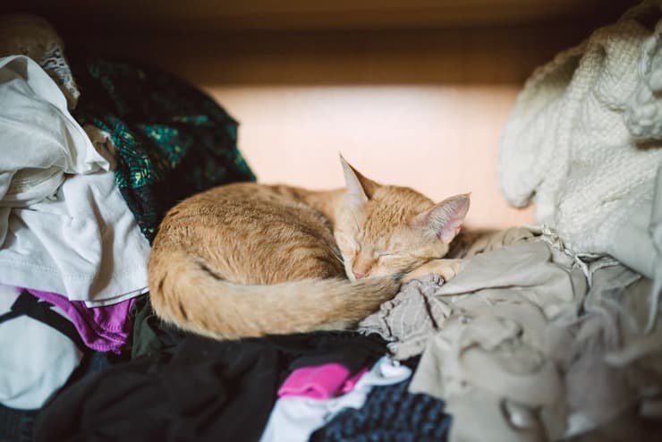 Por qué el gato duerme en el armario? Averigüemos las razones - Vida con  Mascotas ▷➡️