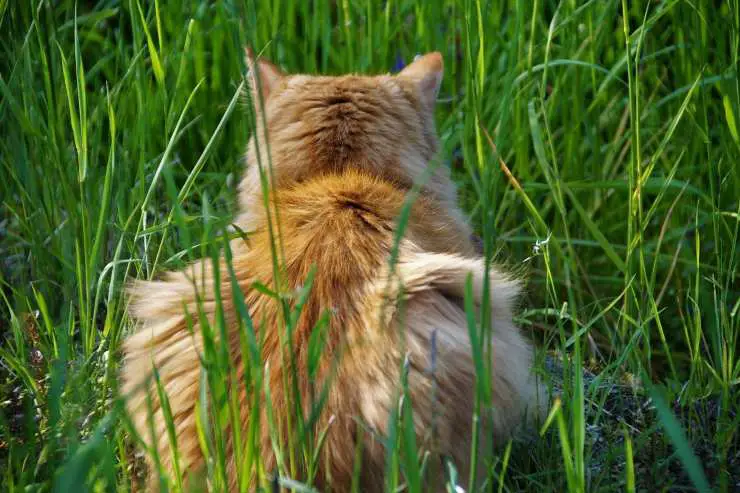 El gato mueve su trasero El gato mueve su trasero