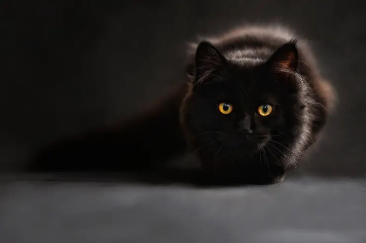 Gato negro Gato negro