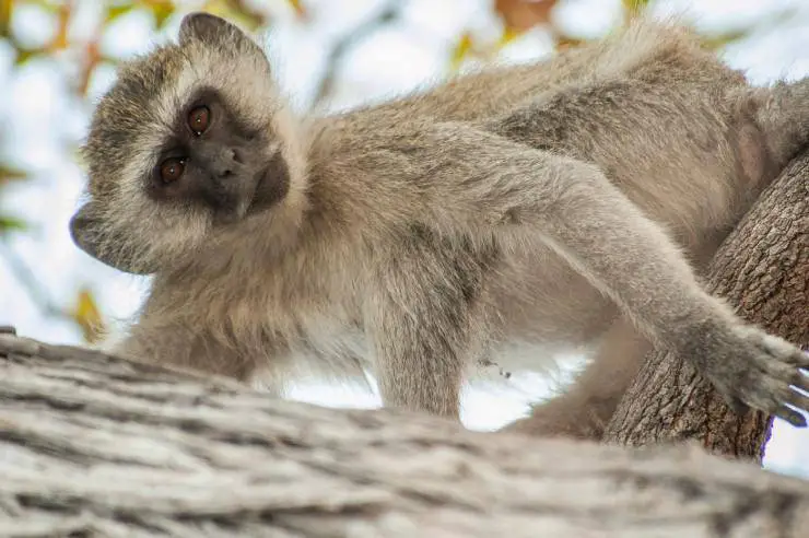 El vervet
