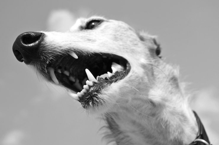 Hocico del perro Hocico del perro