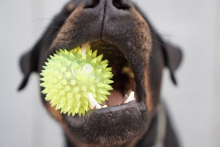 Perro juega con la pelota Perro juega con la pelota