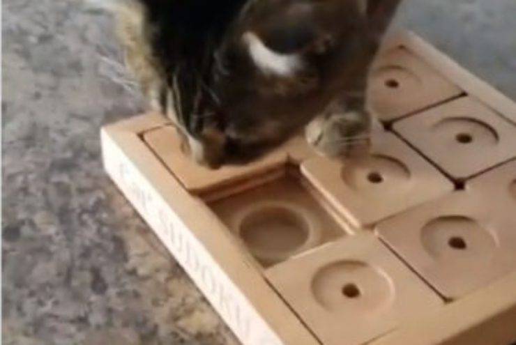 sudoku para gatos
