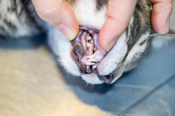 ¿Por qué el gato come poco? - ¿Por qué el gato no muestra interés por la comida?