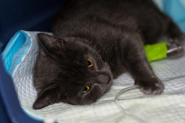 ¿Por qué el gato come poco? - ¿Por qué el gato come poco y es lento?