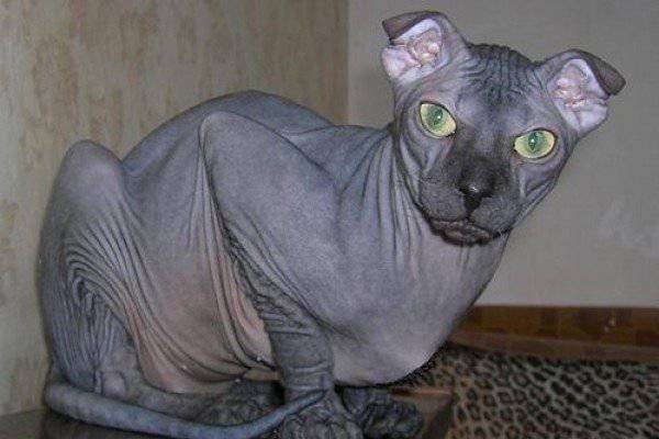 Gato levkoy ucraniano