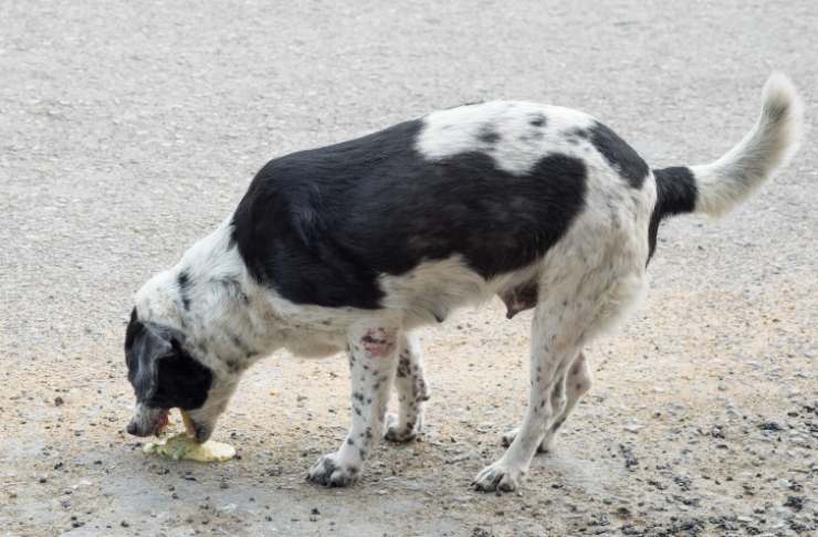 Gastritis crónica en perros
