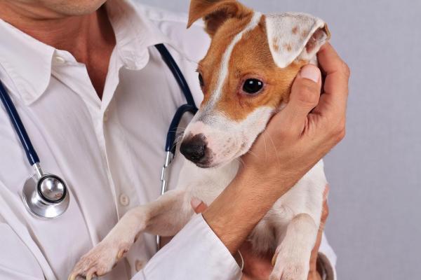Pioderma en perros: síntomas y tratamiento - Tratamiento de la pioderma en perros