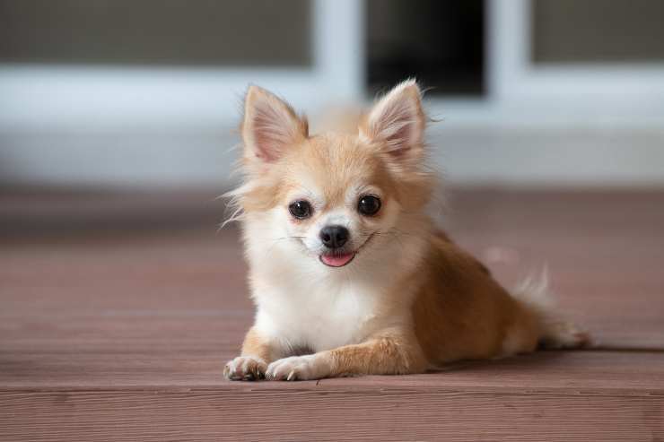 Curiosidades sobre el chihuahua