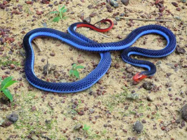 Animales azules: características y curiosidades - 5. Calliophis bivirgata