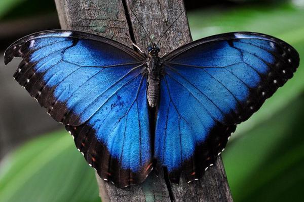 Animales azules: características y curiosidades - 2. Morpho azul